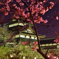 写真: 大和郡山城夜桜
