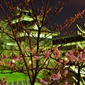 大和郡山城夜桜