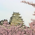 写真: 桜と姫路城