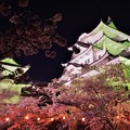 写真: 伊賀上野城  夜桜