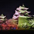 伊賀上野城  夜桜