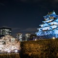 写真: 大阪城ブルーライトアップと夜桜