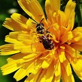 写真: コウゾリナと蜜蜂