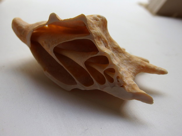 写真: ハート型のある貝殻さん＾＾