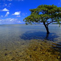 写真: 水の中に立つ樹なのです＾＾