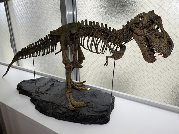 ティラノサウルスさんはジュラ紀にはいませんでした＾＾；