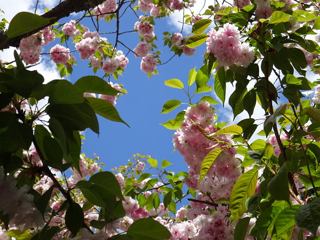 鹽竈桜と青い空