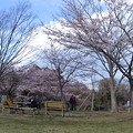 写真: 多聞山の桜