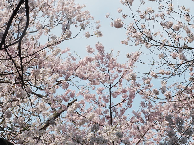 写真: 榴ヶ岡公園 桜