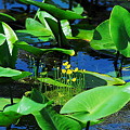 写真: お池の黄色いお花♪
