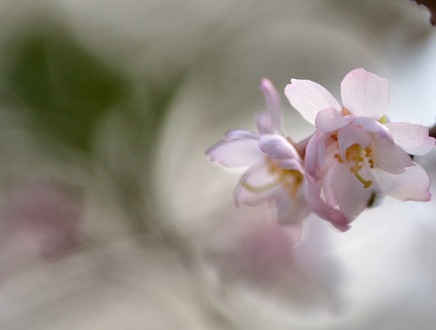 写真: 乙女の桜さんの様な♪