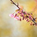 写真: 桜２輪、、、、春近し