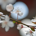 写真: 月見桜さん♪