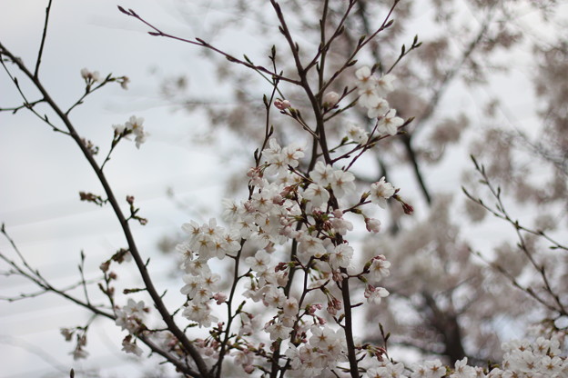 写真: 京都の桜
