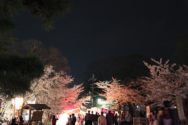 写真: 円山公園　夜店