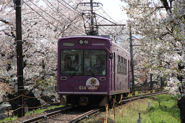 写真: 嵐電　桜のトンネル