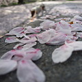 写真: 桜のジュウタン〜