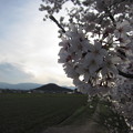 耳成山と桜〜
