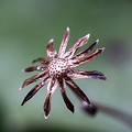 写真: 石蕗の花殻