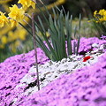 写真: 芝桜と水仙
