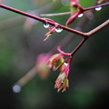 写真: 楓の若芽の雫