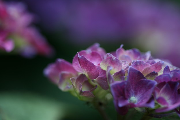 写真: 紫陽花はスポットライトを浴びて・・・輝く♪〜♪