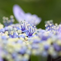 写真: 紫陽花１
