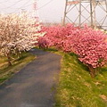 桜並木 総合公園