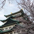 名城の桜1