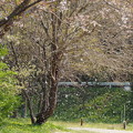 写真: 桜吹雪