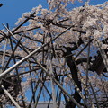 宿縁寺の枝垂れ桜１