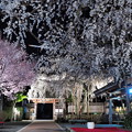 写真: 源空院のしだれ桜04