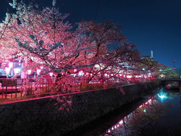 写真: みどり川の桜2