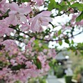 写真: 海棠咲く乃木神社