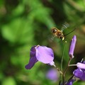 写真: ハナダイコンとハチ
