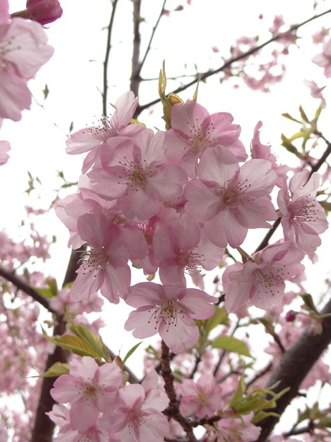 写真: 桜3