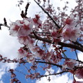 写真: 桜1