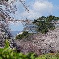 写真: 桜越しの小田原城