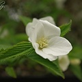 誘惑の白い花弁