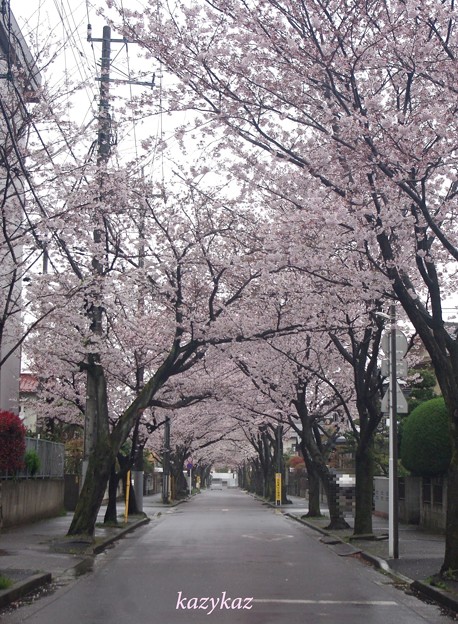 写真: 雨の桜トンネル