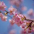 写真: 桜と青空