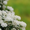 写真: 溢れ出る白い花