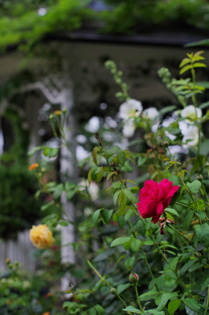 写真: 小さな薔薇園