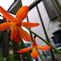 写真: 橙の星花