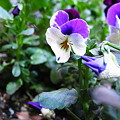 写真: 紫白夜の花