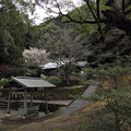 写真: 阿蘇神社の梅