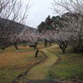 写真: 古城梅林園・・どんどん咲いてきた