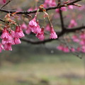 写真: ぬれぬれの緋寒桜
