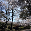 写真: 桜並木・・むずかしい逆光