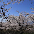 写真: 桜並木・・下を見る